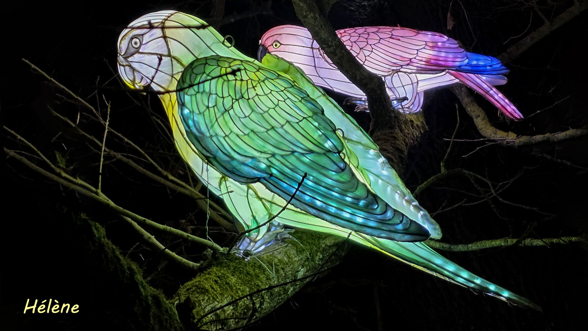 THOIRY -Illumination ,  Lumières sauvages 2025-2026